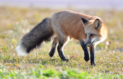are there foxes in china